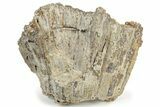 Agatized Fossil Coral Geode - Florida #234369-2
